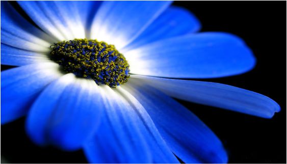 blue