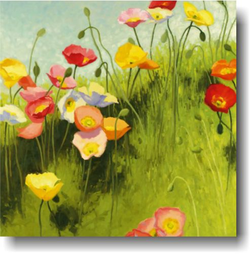 maci gratiosi maci gratiosi